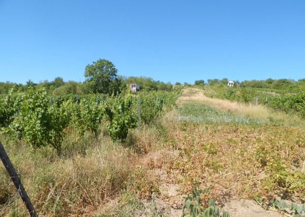 Na predaj vinice a pozemok veľkosťou 2895 m2 vo vinárenskej oblasti v Strekove.